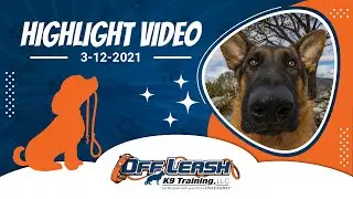 🆕 Best Dog Trainer Northern Virginia | Dog Training In Northern Virginia 🆕