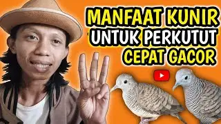 MANFAAT KUNIR UNTUK BURUNG PERKUTUT