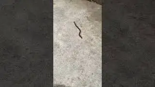 Kosish ta kariye || Satinder Sartaaj ||  Earthworm 🪱 || Gandoya || Vermi compost || plants || short