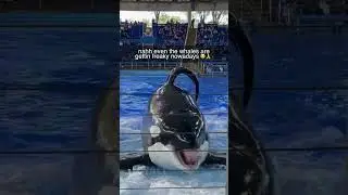 Freaky ahh whale 😭