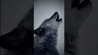 🐺 #wolf #wolves #animal #animals #information #wildlife #predatory #cat #dog #wild #explore #short