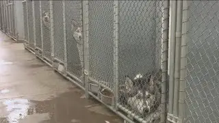 Copper Quill Haven chosen to lead Canyon County's animal shelter