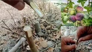 How to Grafting Fig Tree in late winters ? Side Grafting Fruit Trees / Grafting Tips and Tricks