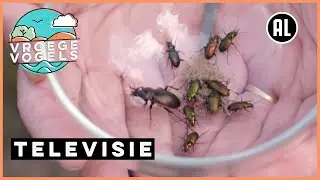 Strategieën van loopkevers | TV | Vroege Vogels