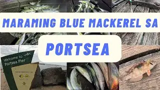 MARAMING BLUE MACKEREL SA PORTSEA PIER NGAYON
