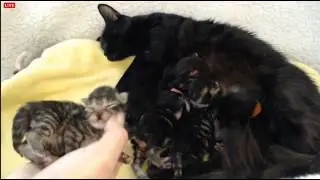 Tiny Kittens Shelly visits and more whappy paws