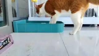 My cat's new cage