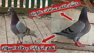 ما شاء الله فرغ البطل ايمن انور اللهم بارك مسافات طويله واهم انجازات ثالث حمامه دخلت من محطه اسوان🥰