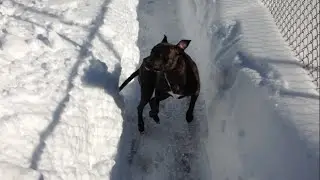 Chicago Dog Training / Hero the Pit Bull / Reversing through the Chicago Snow Storm