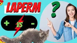 LaPerm - Most Expensive Cat Breeds