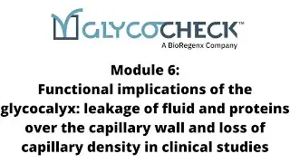 Glycocalyx functional implications: Leakage of fluid and proteins over the capillary wall