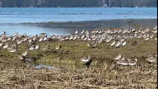 Western Sandpipers in Hartney Bay