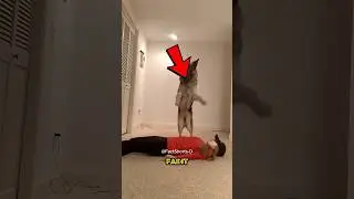 Top 5 Funniest Faint Dog Pranks That Will Leave You😂 #dog #animals #shortsviral