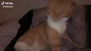 Nu ma atinge sunt periculoasă