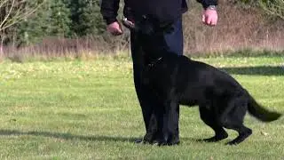 Kraftwerk K9 German Shepherd Precision obedience at master level!