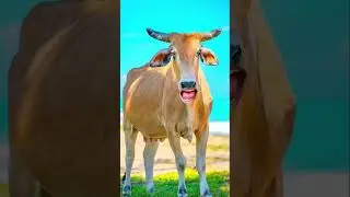 Cow videos🐄😂cow sound#coe