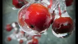Winter Solstice Ice Storm Beauty, Kitchener Canada