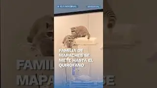 Captan familia de mapaches en hospital del ISSSTE en Acapulco #shorts