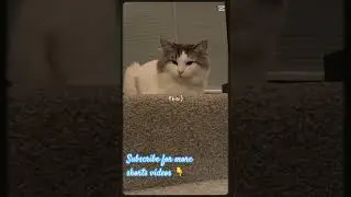 Rag-doll Cat