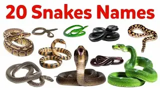 Snake Names for Kids | Learn 20 Types of Snakes in English | Preschool & Toddler Learning Video