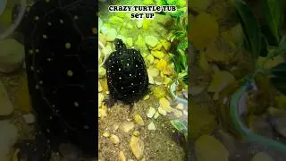 Insane turtle tub setup, using a 20 gallon concrete mixing tub. #turtle #turtles #turtletank