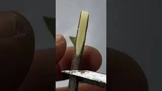 #Sharing fruit tree grafting techniques:# just align the cambium layer #GraftingTechnology