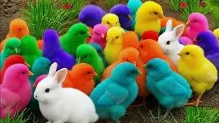 Cute Chicken, colorful chicken, rainbow chicken, cute rabbit, cute duck, koi fish, Cute Animals