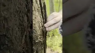 ASMR IN PUBLIC #Shorts