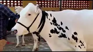 Australian Frizan Cross Cow for Sale in Panjab Pakistan You tube |Desi Tv Studio|Tayyab0346/7228773.
