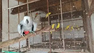 Aj afreekan grey ko bare cage me band krdia