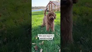 Fun Ways to Celebrate National Pet Month!