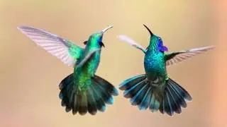 COLIBRI [Hummingbird]  Колибри  Eugene Magalif (Евгений Магалиф)    HEAVEN Flute Duo