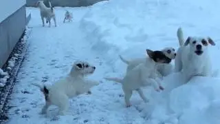 Tako se pa kužki učijo lajati...;-)