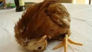 علاج مرض النيوكاسل(التواء الرقبة)والوقاية منه