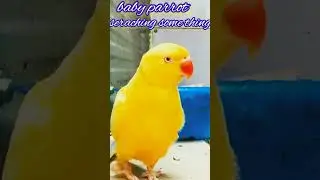 #parrot sound#shortsSupport#support my channel