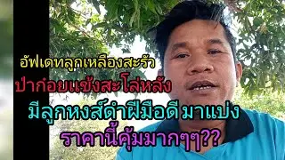 แนะนำพร้อมไล่อัน ลูกเจ้าหงส์ดำตัวนี้ได้ไปคุ้มมากครับ สนใจสายพันธุ์ 062 690 9809