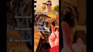 Top 5 Dogs Reactions To The Middle Finger!