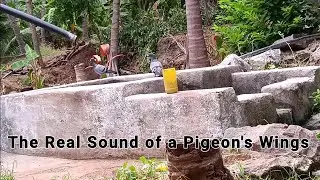 The Real Sound of a Pigeon's Wings | Wings Whistle 