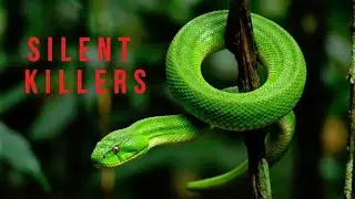 5 Powerful Non-Venomous Snakes That Rule Their Worlds | Wild Echo Documentary