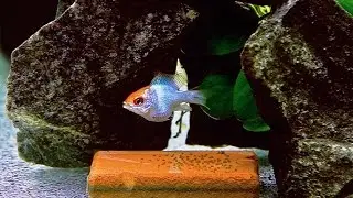 RAM Electric Blue Orange Head. Spawning.