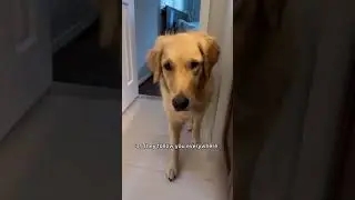 Signs that shows your pet loves you&hearts;️ #doglover #shortsfeed #love #doglovers #dog #pets