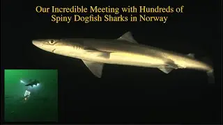 Our Incredible Meeting with Hundreds of Spiny Dogfish Sharks in Norway