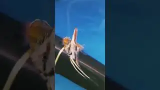 Радужница боэсмана