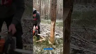 Mastering Tree Felling: Chainsaw Cutting Technique for Precision Falls