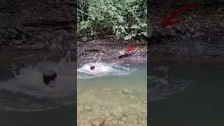 Jungle River Dive Gone Wild 🌊 Pure Nature Thrill