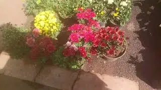 Flower plants at Rastrapathi bhavan
