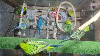 Parrots – Cute and Fun!