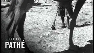 La Police Du Desert  AKA French Desert Camel Corps 1932 (1932)