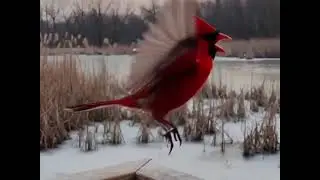 Being here still matters 🐦🌿#cbfp #Cardinals #cardinalbird #CardinalLove #wildlife 