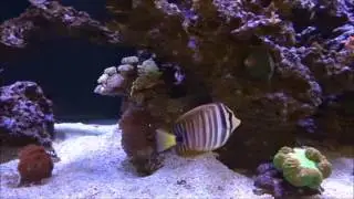 Polyp Lab Medic Day 17 - 3 New Corals